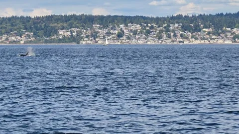 Wild Transient Orca Pod (Bigg's Killer Whales) Spouting Rainbow Colors In Puget Stock Footage 345042349