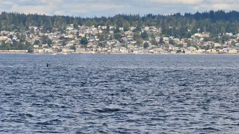 Wild Transient Orca Pod (Bigg's Killer Whales) In Puget Sound, Pacific Stock Footage 345042361