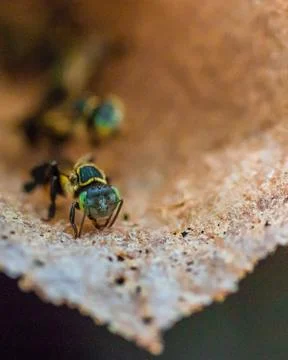 Wild tree Bees in a bee hive Stock Photos