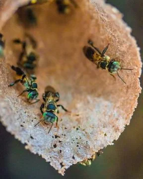 Wild tree Bees in a bee hive Stock Photos
