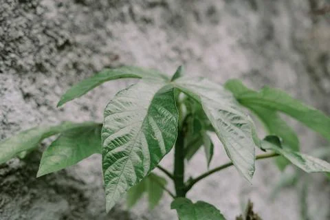 A wild tree commonly found around homeyards and drainage areas, adding a na.. Stock Photos