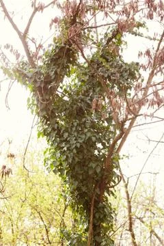Wild tree-creeper Stock Photos