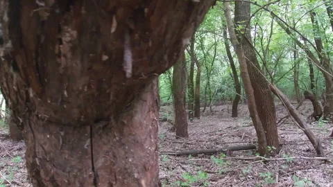 Wild, tree eaten by beaver, forest, spring, nature of Ukraine. Stock Footage 309881059