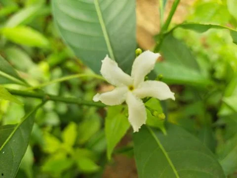 Wild tree flower Stock Photos