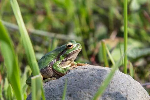Wild Tree Frog Stock Photos