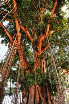 Wild Tree in Indonesia Fotos de archivo