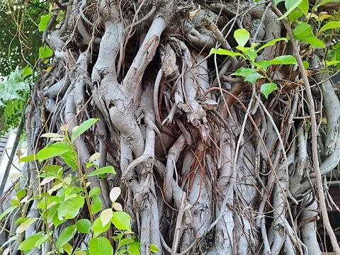 Wild tree with large roots Stock Photos