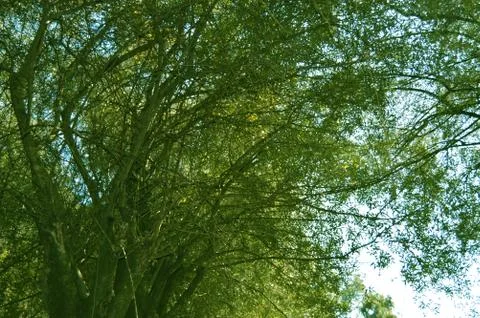 Wild tree Stock Photos