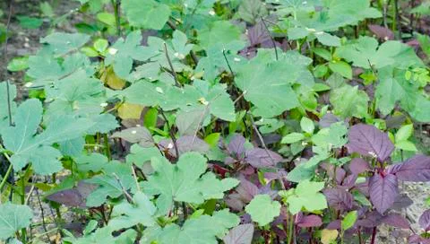 Wild Tree. Stock Photos