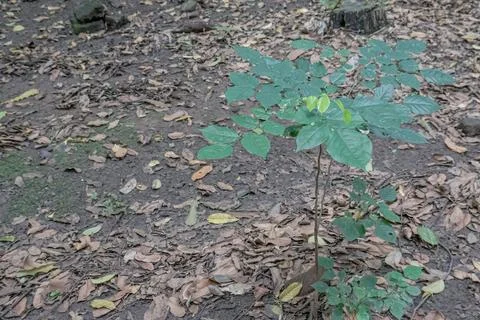 Wild tree sapling on forest soil with fresh green leaves Stock Photos
