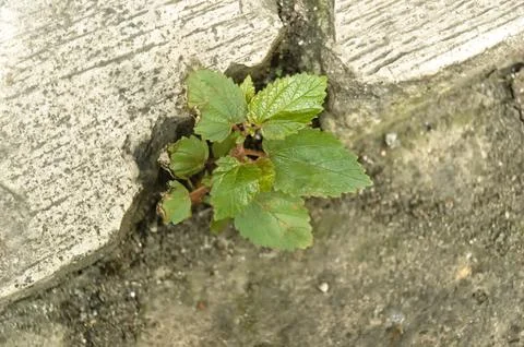 Wild tree shoots growing between cracks in the cement on the side of the ro.. Foto stock