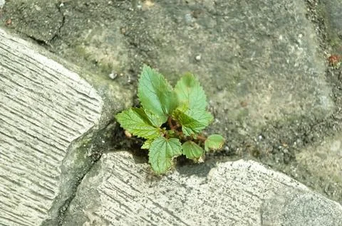 Wild tree shoots growing between cracks in the cement on the side of the ro.. Stock Photos