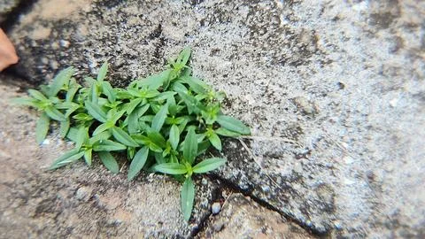 Wild tree shoots growing between paving blocks on the side of the road phot.. Stock Photos