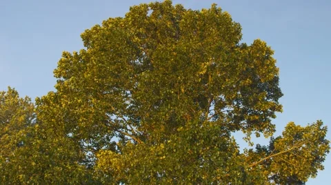 Wild Tree Swaying in Wind Stock Footage 50919307