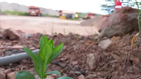 Wild tree vibration Stock Footage 156036214