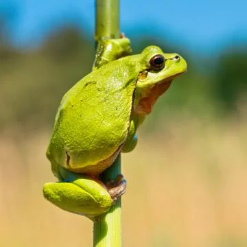 Wild Treefrog Stock Photos