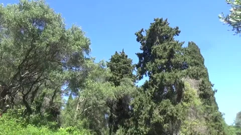 Wild trees against the blue sky Stock Footage 310039888