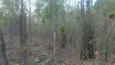 Wild trees and bushes in the dense forest Stock Footage 209150683