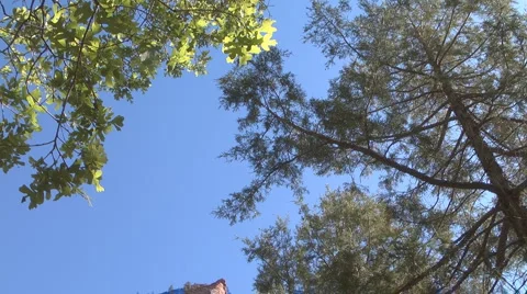 Wild Trees and Sky Video stock 4682345