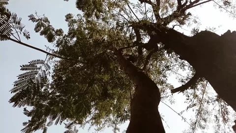 The Wild Trees and Sky Stock Footage 169907607