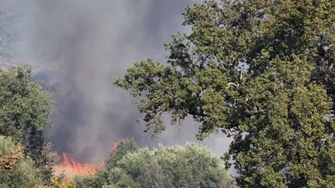 Wild trees burning on summer fire flame,climate changes effect,nature damages Stock Footage 145223543