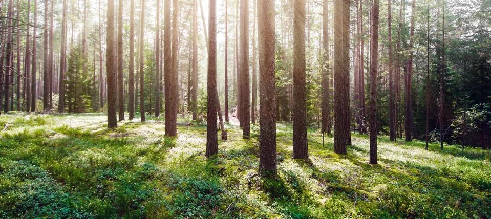 Wild trees in forest Stock Photos