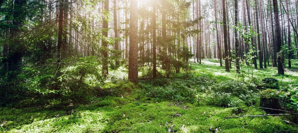 Wild trees in forest Stock Photos