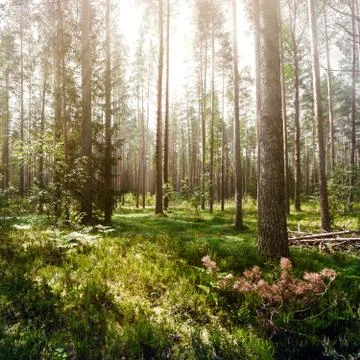 Wild trees in forest Stock Photos