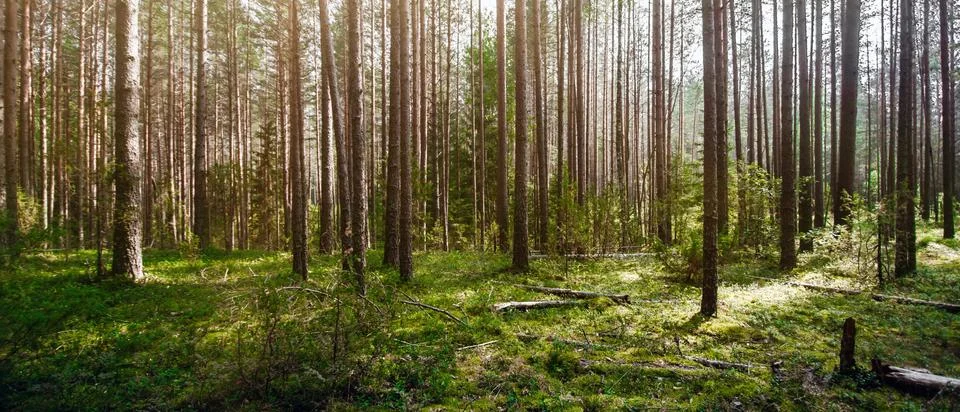 Wild trees in forest Stock-Fotos
