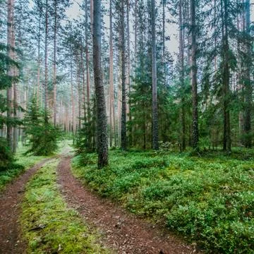 Wild trees in forest Stock Photos