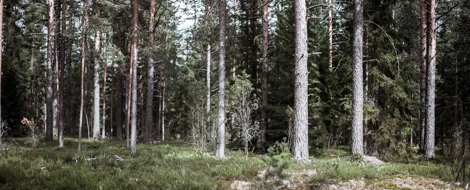 Wild trees in forest Stock Photos