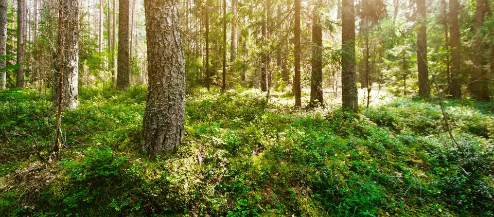 Wild trees in forest Stock Photos