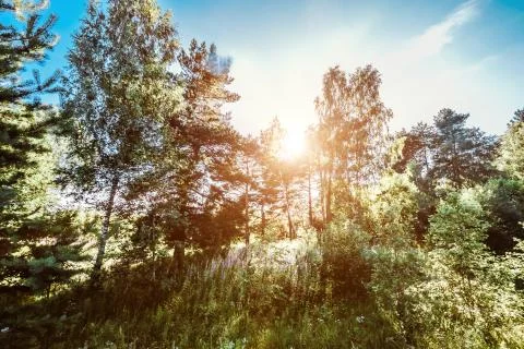 Wild trees in forest Stock Photos