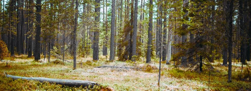 Wild trees in forest Stock Photos