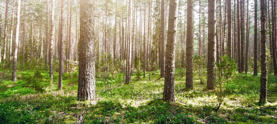 Wild trees in forest Stock-Fotos