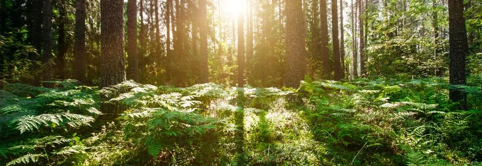 Wild trees in forest 库存照片