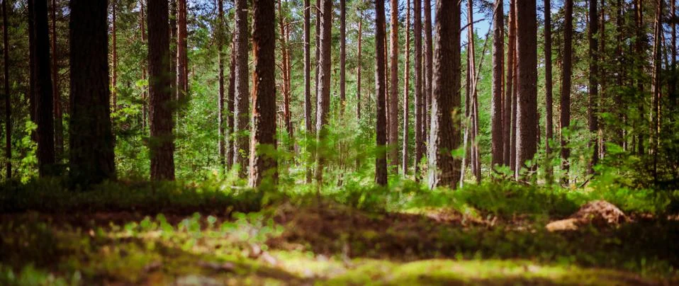 Wild trees in forest Фото