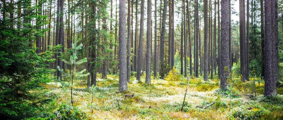 Wild trees in forest Stock-Fotos