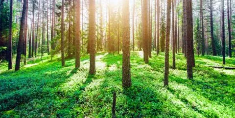 Wild trees in forest Stock Photos