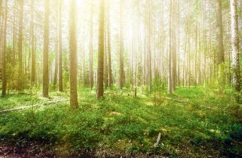 Wild trees in forest Stock Photos