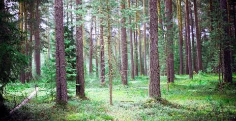 Wild trees in forest Фото