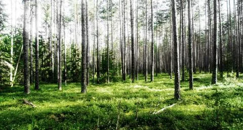 Wild trees in forest Stock Photos