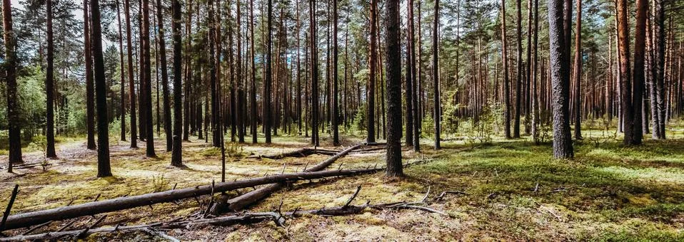 Wild trees in forest Stock-Fotos