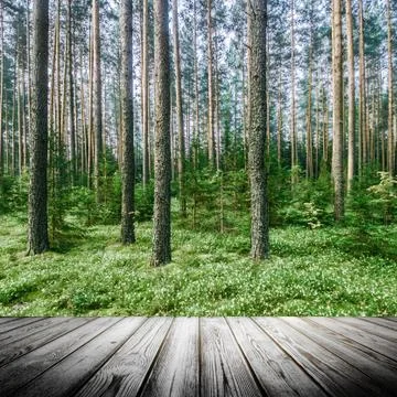 Wild trees in forest Stock Photos