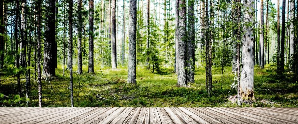 Wild trees in forest Stock Photos