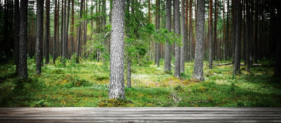 Wild trees in forest Stock Photos