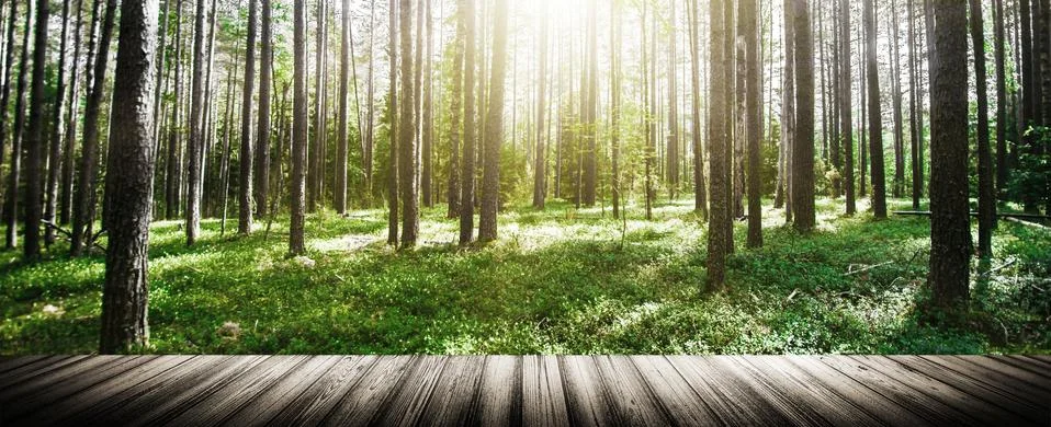 Wild trees in forest Stock Photos