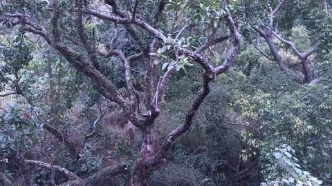 Wild trees in the jungle Stock Footage 146265213