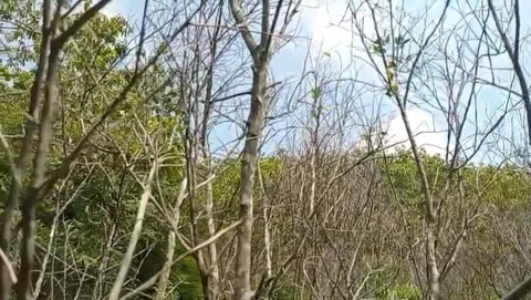 The wild trees looked like dry branches intertwined with each other. Stock Footage 323995252