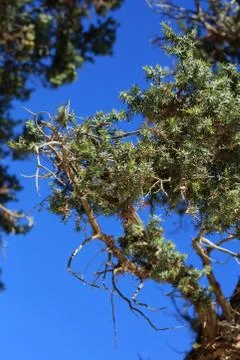 Wild tropic tree juniperus oxycedrus berried cedar family cupressaceae modern Stock Photos